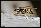Franse Veldwesp, European paper wasp, Polistes dominula Location: Wierden, the Netherlands papierwesp D2 5105 kopie